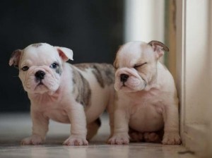 Adorable English Bulldog Puppies for your home