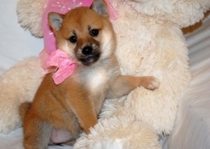 Chunky and fluffy  Shiba Inu puppies