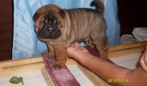 Astonished Chinese Shar-Pei Puppies available