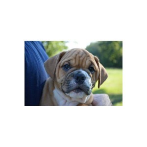 Male and Female E nglish Bulldog Puppies for Adoption