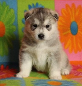 adorable siberian husky puppies avialable for adoption.