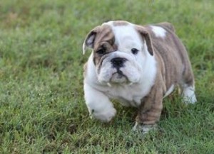 WELL TRAINED ENGLISH BULLDOG PUPPIES FOR REHOMING