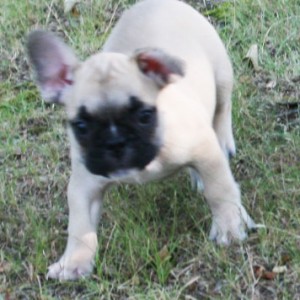 Lovely Nina French bulldog puppy .