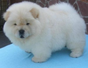 Chow Chow Puppies For Sale