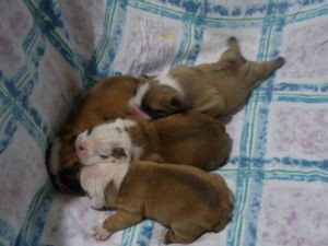 ****Awesome English Bulldog Puppies you can text me at (401) 594-8087****