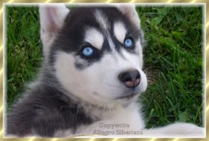 charming male and female blue eyes Siberian husky puppies for sale