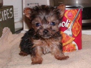 yorkie puppies for sale