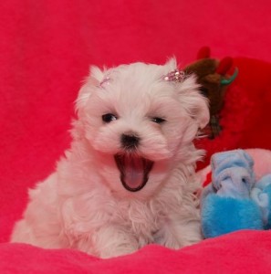 Maltese Puppies For Free Adoption Adorable