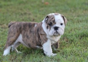 WELL TRAINED ENGLISH BULLDOG PUPPIES FOR REHOMING