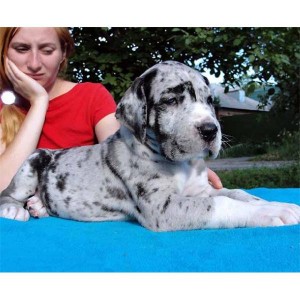 Purebred GREAT DANE PUPPIES