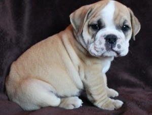 English bull dog puppies for sale