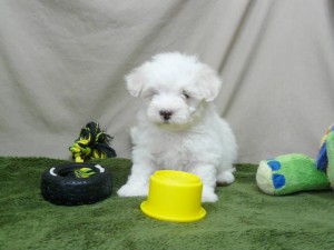 Female Maltese puppy.Text me at 9704428533  if your interested.