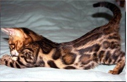 Stunning Brown Rosetted Female Bengal Kitten for adoption-$150