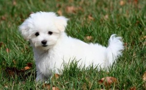 Cute Maltese Puppies For Good Homes!!!