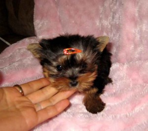 Adorable male and female Yorkie puppies for adoption