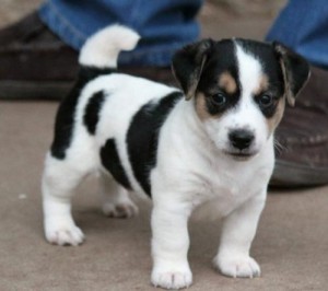 Awesome AKC Jack Russel Babies (Champion Bloodlines)$200