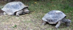 Aldabra Giant Tortoises Male and female for sale