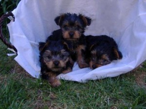 11 weeks old Xmas yorkies for adoption to any caring home for free