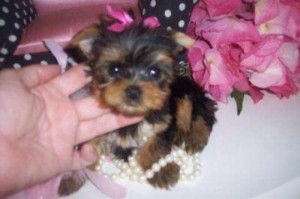 Beautiful Xmas Yorkie Pups For Any Good Home For Adoption