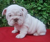 Cut and Outstanding  female English bulldog  puppy available