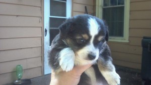 Mini Aussies Toy Australian Shepherd Puppies