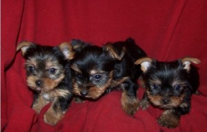 Sensitive Male and Females Teacup Yorkies Puppies Ready for Adoption