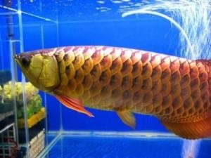 Arowana fishes of all breed and sizes ready for sale!!!!!!