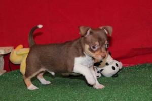 Precious chihuahua puppies for adoption