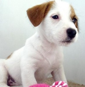 Quolity Jack Russell Terrier Puppies For Sale