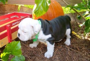 Beautiful Black and White English Bulldog Pups