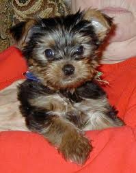AMARZING YORKIE PUPPIES FOR ADOPTION.PICK UP AT HOME AND TO SHIP IF NEED BE NOW.