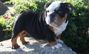 Healthy And Cute Black and Tan English Bulldog puppies