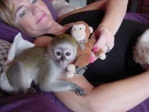 sweet and diaper trained capuchin monkey fo a loving family