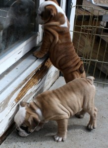 Top quality and Healthy Litter of English Bulldog puppies For Adoption