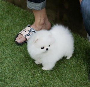 Joy-Bringer male and female white and cream Pomeranian puppy