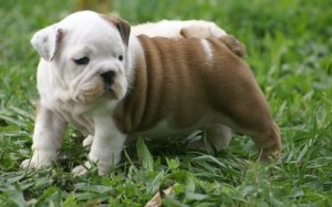 Affectionate English bulldog puppies For Sale