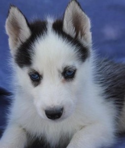 Sweet Siberian husky for sale