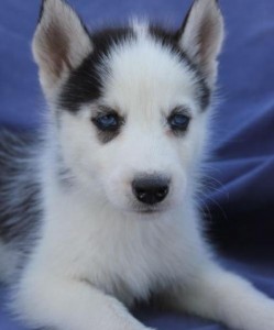 Awesome and Sweet Siberian husky for sale