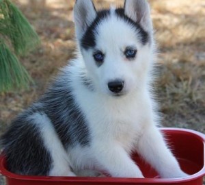 Cute and Sweet Siberian husky for sale