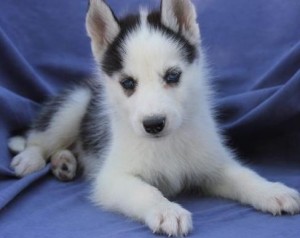 Quality and Nice looking Siberian husky for sale