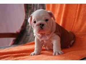 adorable engglish bulldog puppy