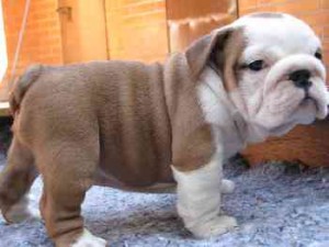 Affectionate Charming English Bulldog Puppies