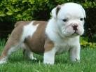 Reg. Bonnyball English Bulldog Puppy