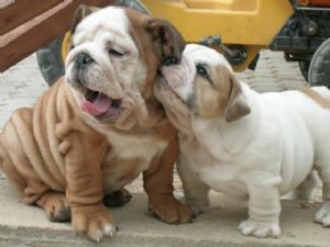 Healthy English Bulldog puppies for Adoption