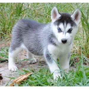 precious Siberian Huskies