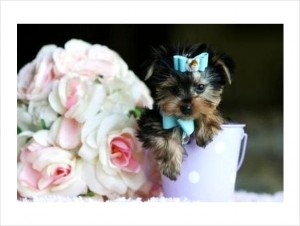 Yorkies for sale to caring homes