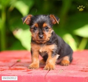 Awesom Teacup Yorkie Puppies