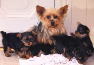 Adorable teacup Yorkie puppies