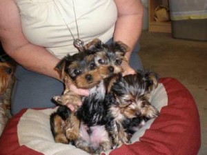 Yorkie Puppies available for to any caring family