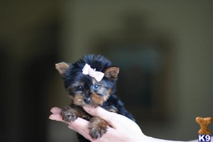 tea cup Yorkie Puppies For adoption
